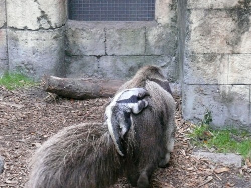 anteater anteater