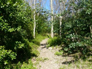 uphill-trail uphill-trail