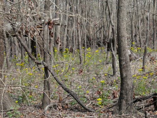 yellowwood yellowwood