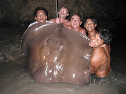 198 lb stingray 1 198 lb stingray 1