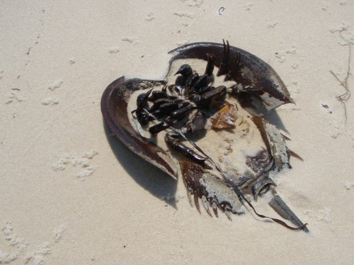 horshoecrab horshoecrab