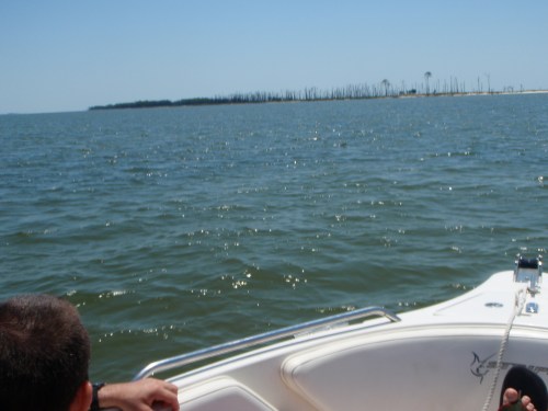 island insight island insight