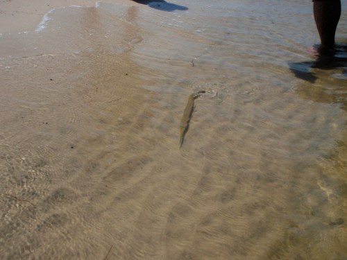 needletaunt needletaunt