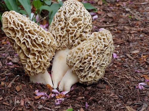 2529561407_8717cd9b88