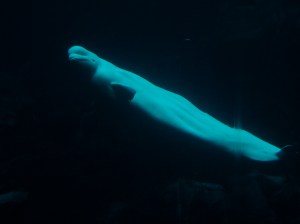 beluga2