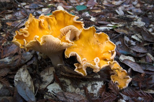 Golden_Chanterelles_-_Cantharellus_cibarius