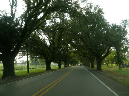 oakalley