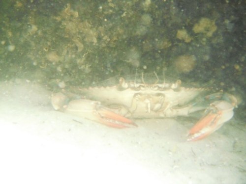crab'sden