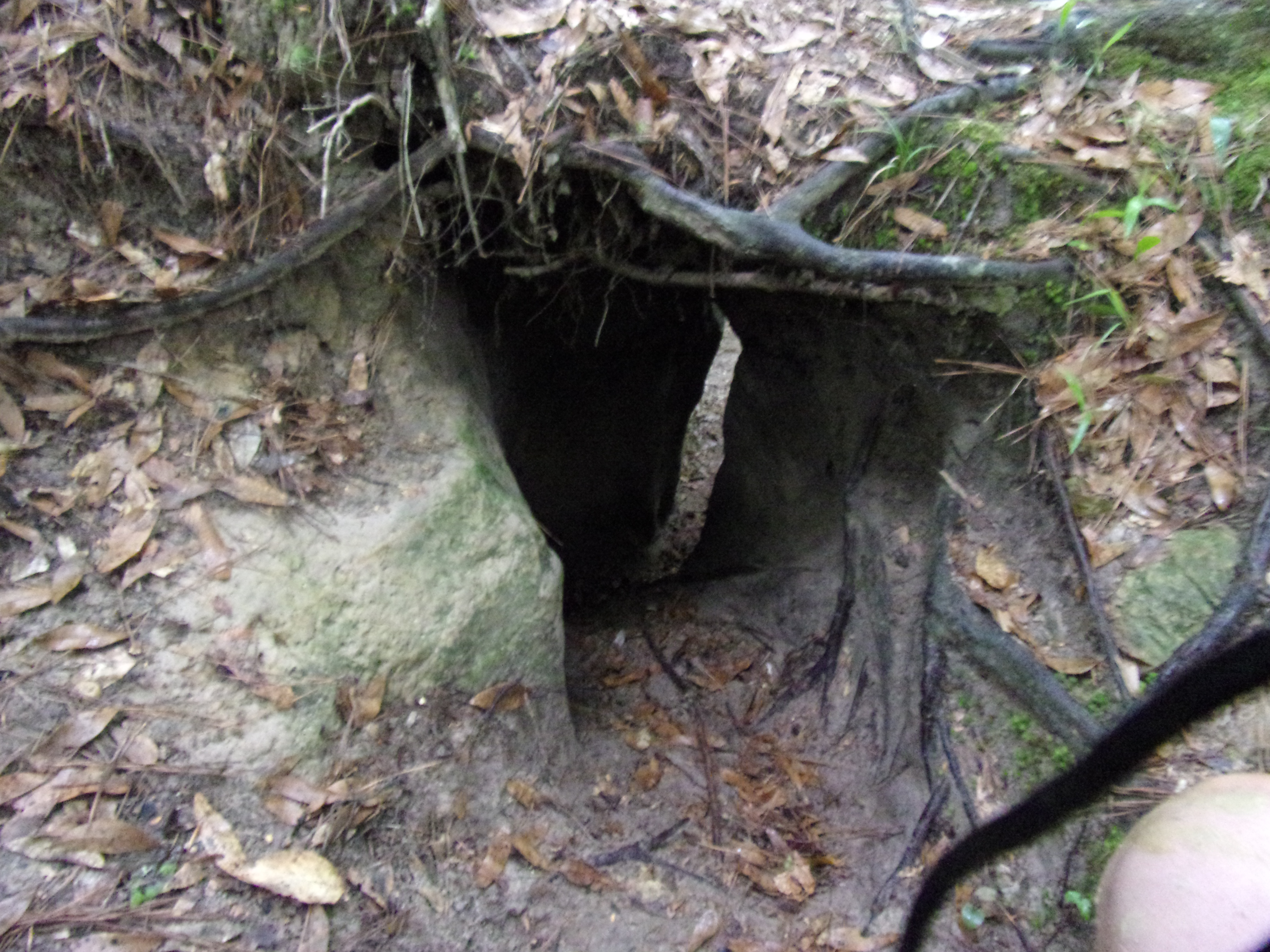 KODAK Digital Still Camera