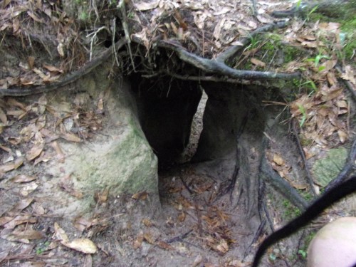 KODAK Digital Still Camera